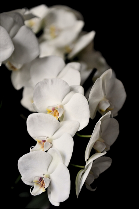 SAMTBLÜTE